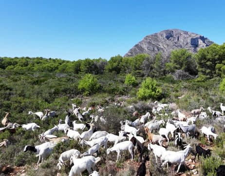 Tornen les cabres a Xàbia com a ferramenta natural per a la prevenció d'incendis forestals i el manteniment dels espais naturals